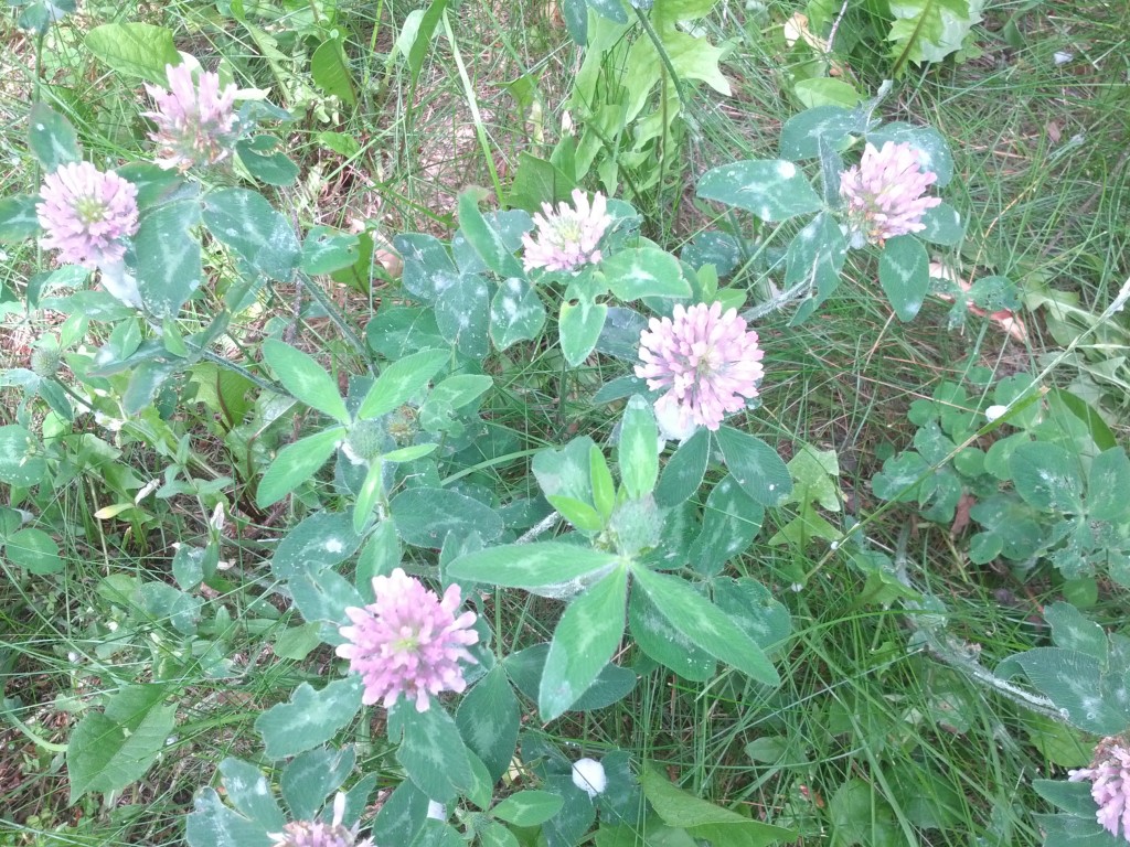 Red Clover Wildcrafting