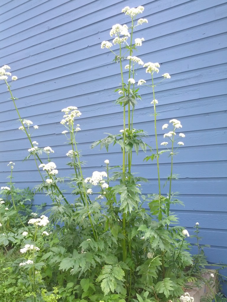 Yarrow Flowers