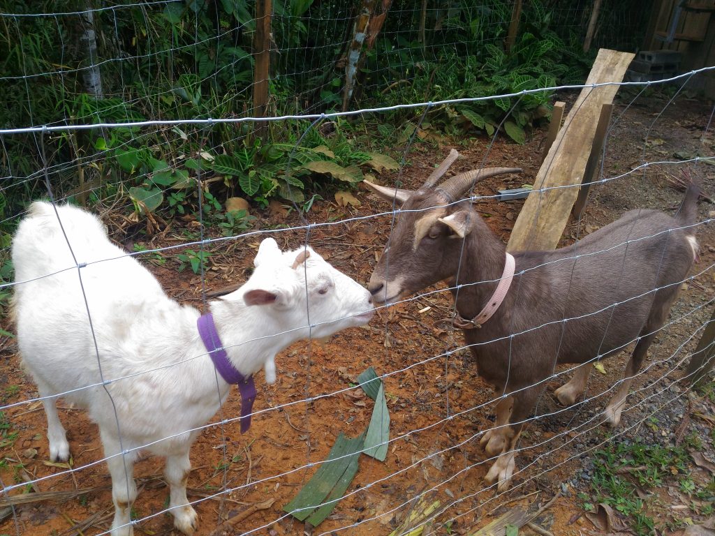 Costa-Rica-goats-permaculture