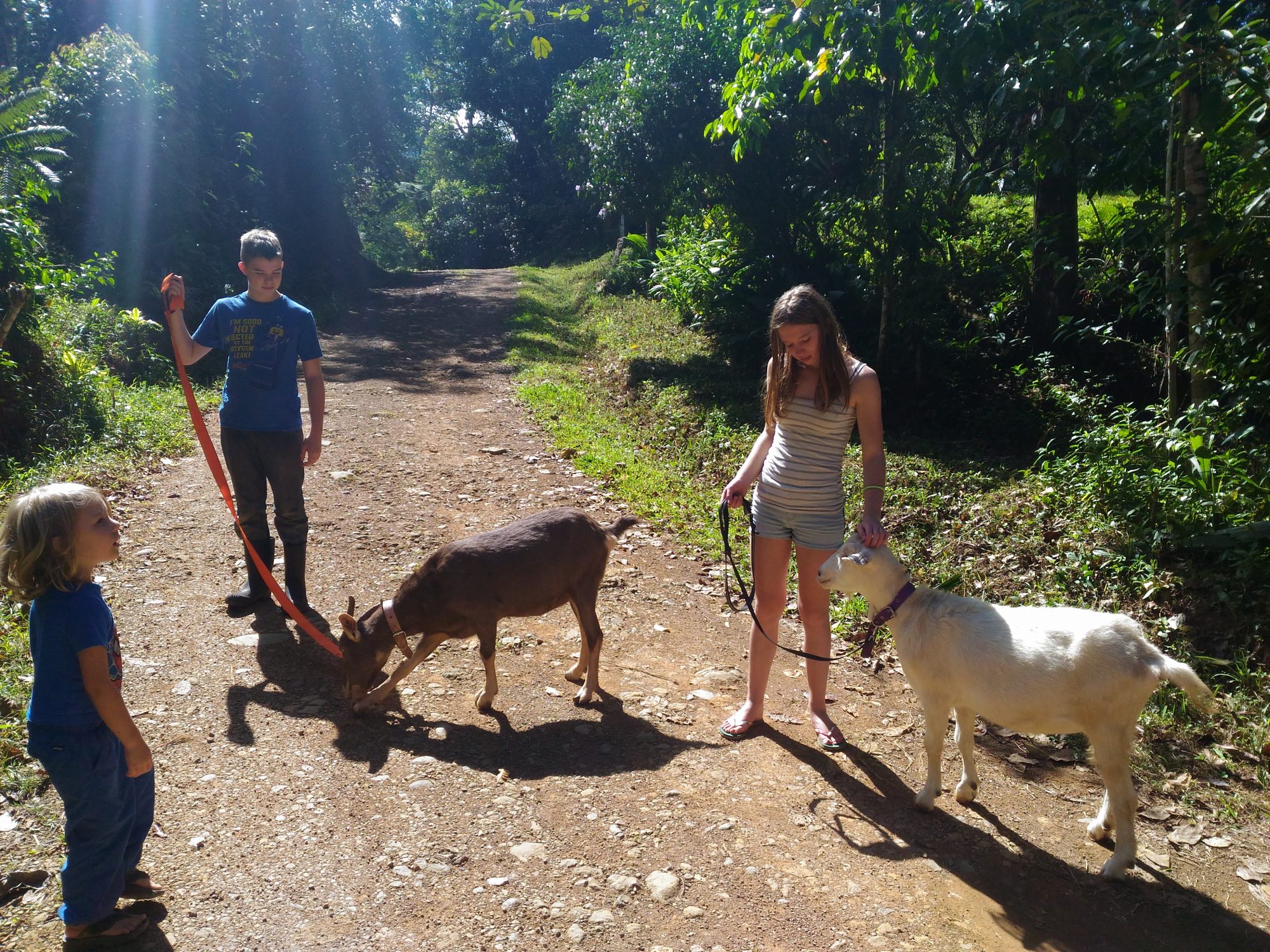 Costa-Rica-goats-permaculture
